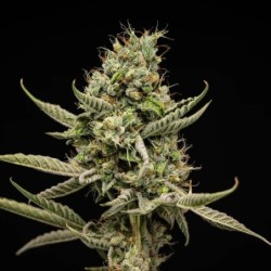 Sticky Queen Auto semi cannabis Royal Queen Seeds