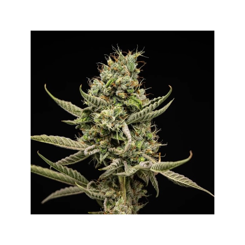 Sticky Queen Auto semi cannabis Royal Queen Seeds