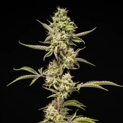Sticky Queen Auto semi cannabis Royal Queen Seeds