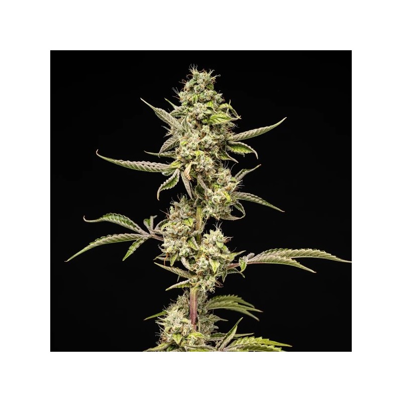 Sticky Queen Auto semi cannabis Royal Queen Seeds