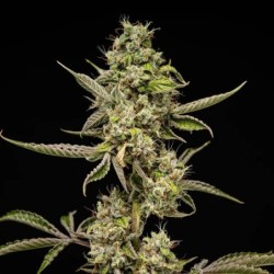 Sticky Queen Auto semi cannabis Royal Queen Seeds