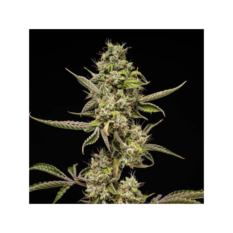 Sticky Queen Auto semi cannabis Royal Queen Seeds