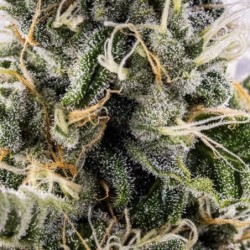 Sticky Queen Auto semi cannabis Royal Queen Seeds