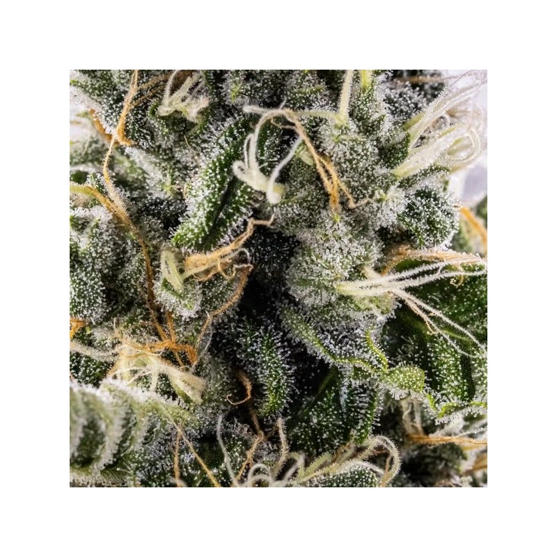 Sticky Queen Auto semi cannabis Royal Queen Seeds