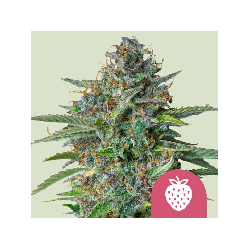 Strawberry Cough semi cannabis Royal Queen Seeds