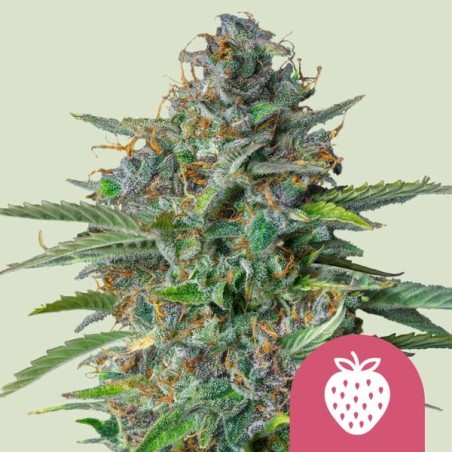 Strawberry Cough semi cannabis Royal Queen Seeds