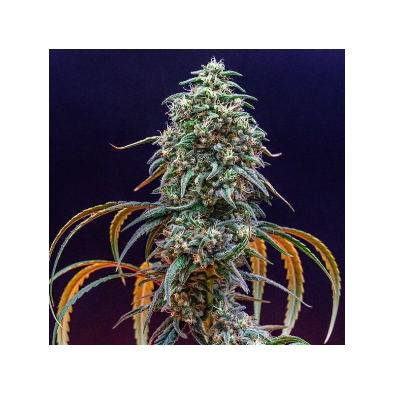 Strawberry Cough semi cannabis Royal Queen Seeds