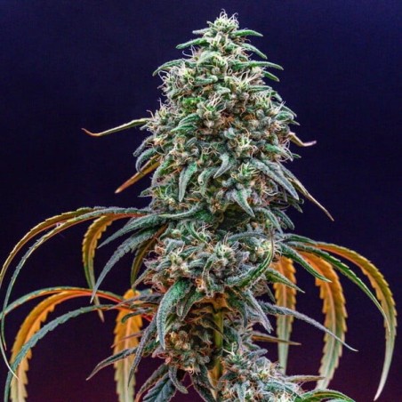 Strawberry Cough semi cannabis Royal Queen Seeds