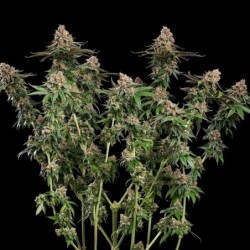 Strawberry Cough semi cannabis Royal Queen Seeds