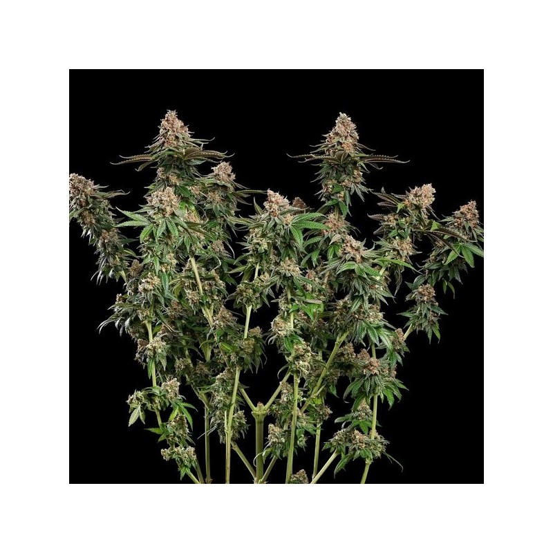Strawberry Cough semi cannabis Royal Queen Seeds