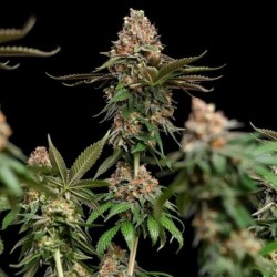 Strawberry Cough semi cannabis Royal Queen Seeds
