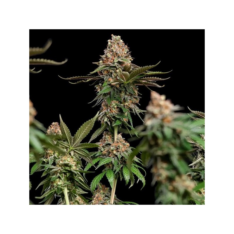 Strawberry Cough semi cannabis Royal Queen Seeds