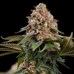 Strawberry Cough semi cannabis Royal Queen Seeds