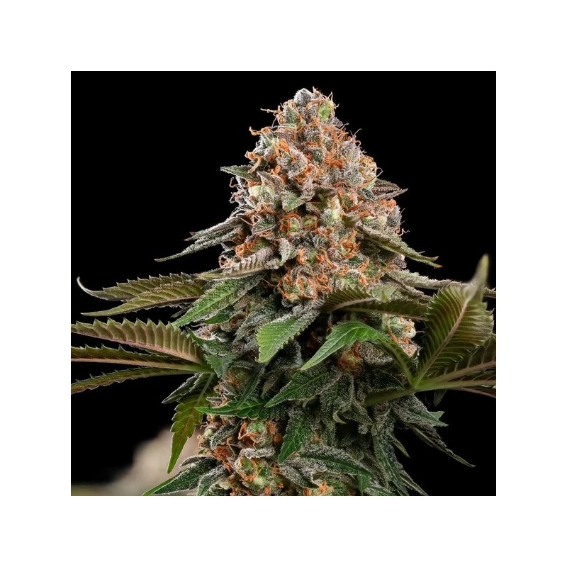 Strawberry Cough semi cannabis Royal Queen Seeds