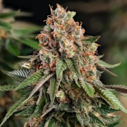 Strawberry Cough semi cannabis Royal Queen Seeds