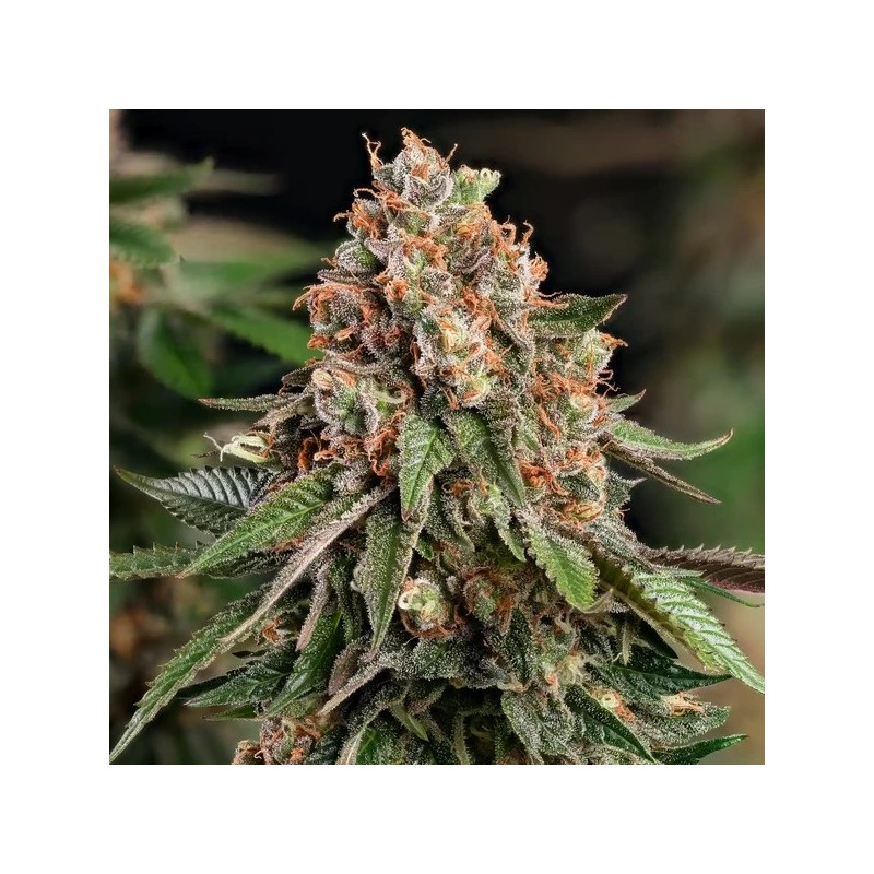 Strawberry Cough semi cannabis Royal Queen Seeds