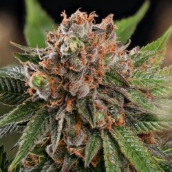 Strawberry Cough semi cannabis Royal Queen Seeds