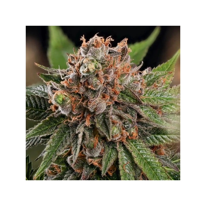 Strawberry Cough semi cannabis Royal Queen Seeds