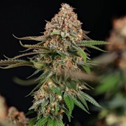Strawberry Cough semi cannabis Royal Queen Seeds