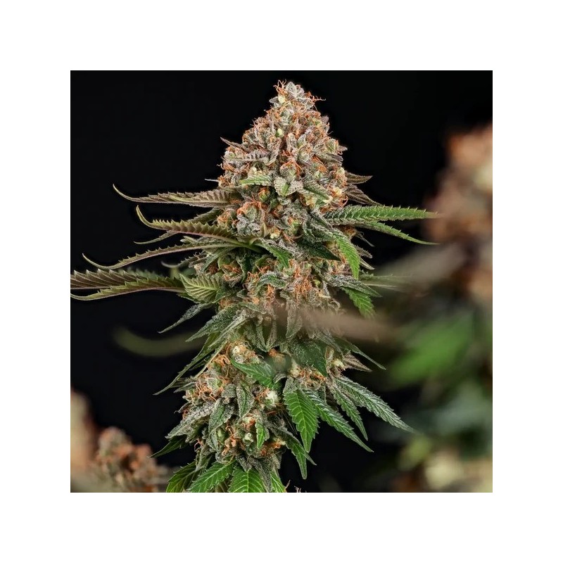 Strawberry Cough semi cannabis Royal Queen Seeds