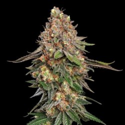 Strawberry Cough semi cannabis Royal Queen Seeds