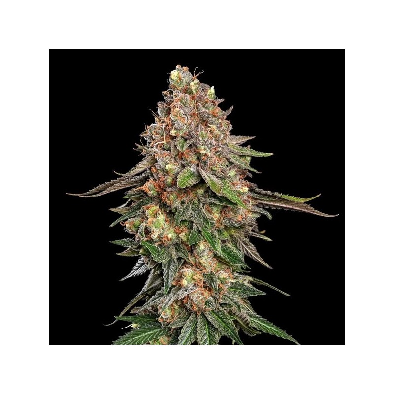 Strawberry Cough semi cannabis Royal Queen Seeds