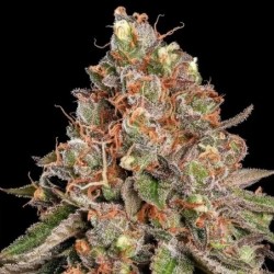 Strawberry Cough semi cannabis Royal Queen Seeds
