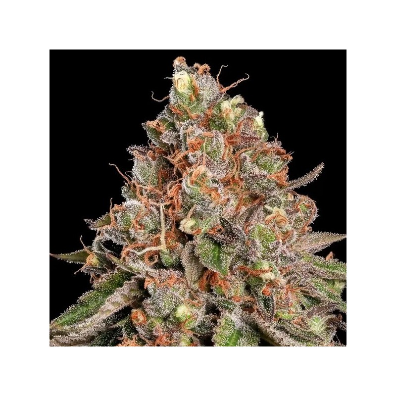 Strawberry Cough semi cannabis Royal Queen Seeds