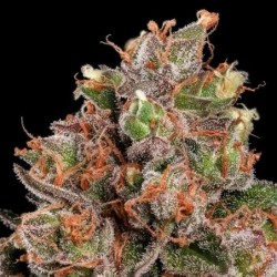 Strawberry Cough semi cannabis Royal Queen Seeds
