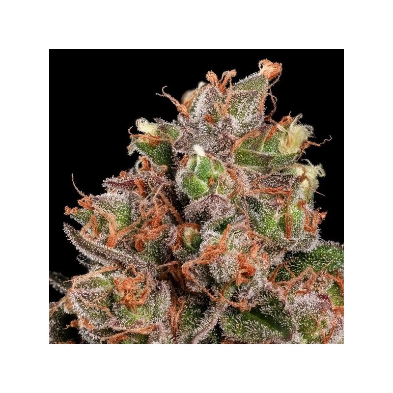 Strawberry Cough semi cannabis Royal Queen Seeds