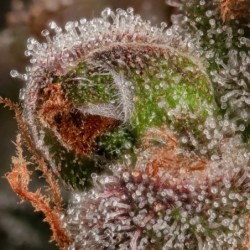 Strawberry Cough semi cannabis Royal Queen Seeds