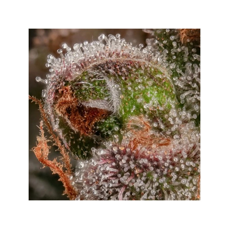 Strawberry Cough semi cannabis Royal Queen Seeds