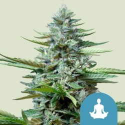 Stress Killer CBD Auto semi cannabis Royal Queen Seeds