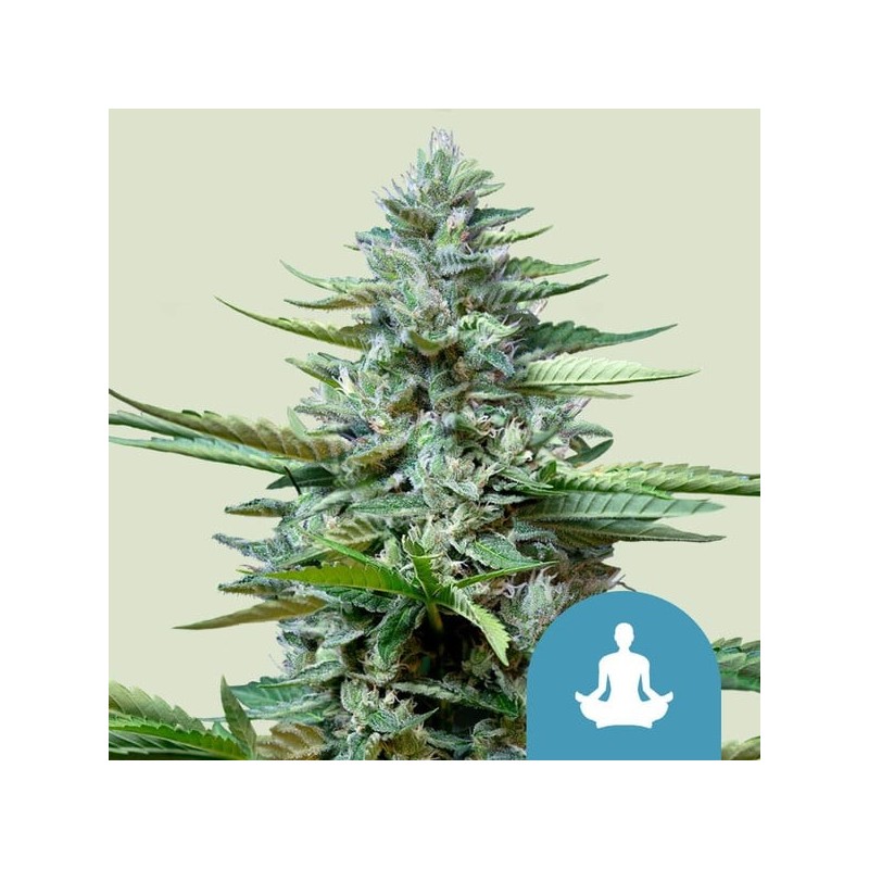 Stress Killer CBD Auto semi cannabis Royal Queen Seeds