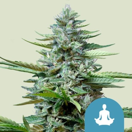 Stress Killer CBD Auto semi cannabis Royal Queen Seeds