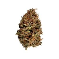 Stress Killer CBD Auto semi cannabis Royal Queen Seeds