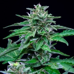 Stress Killer CBD Auto semi cannabis Royal Queen Seeds