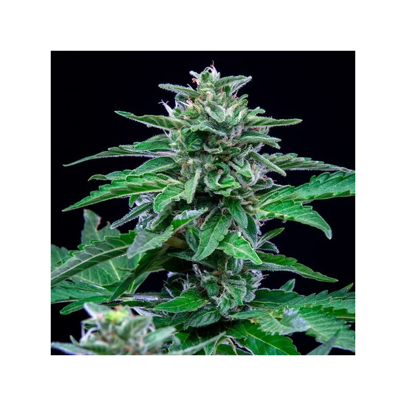 Stress Killer CBD Auto semi cannabis Royal Queen Seeds
