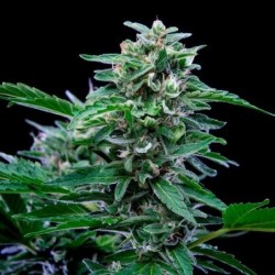 Stress Killer CBD Auto semi cannabis Royal Queen Seeds