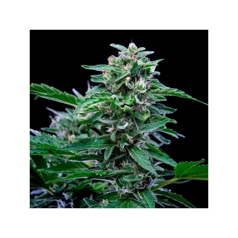 Stress Killer CBD Auto semi cannabis Royal Queen Seeds