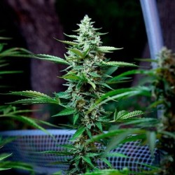 Stress Killer CBD Auto semi cannabis Royal Queen Seeds