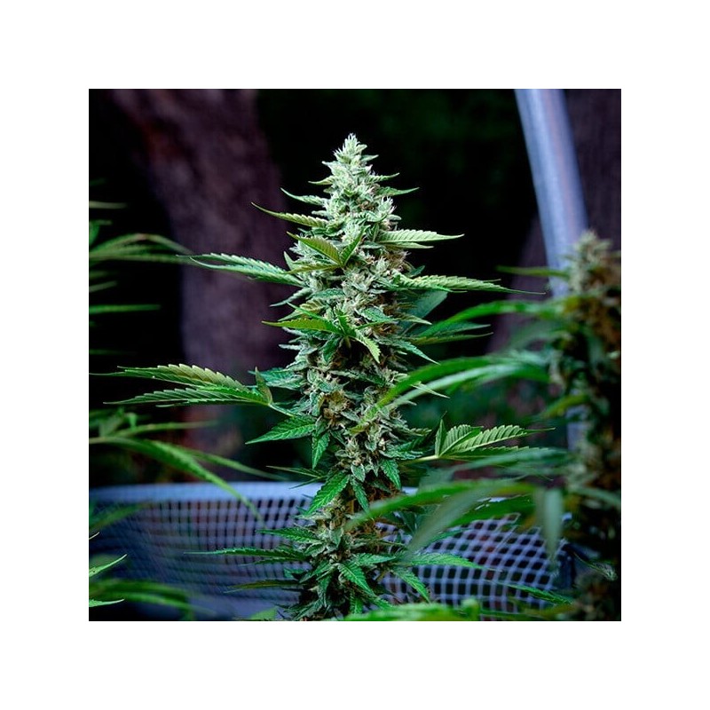 Stress Killer CBD Auto semi cannabis Royal Queen Seeds