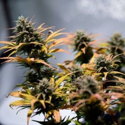 Stress Killer CBD Auto semi cannabis Royal Queen Seeds
