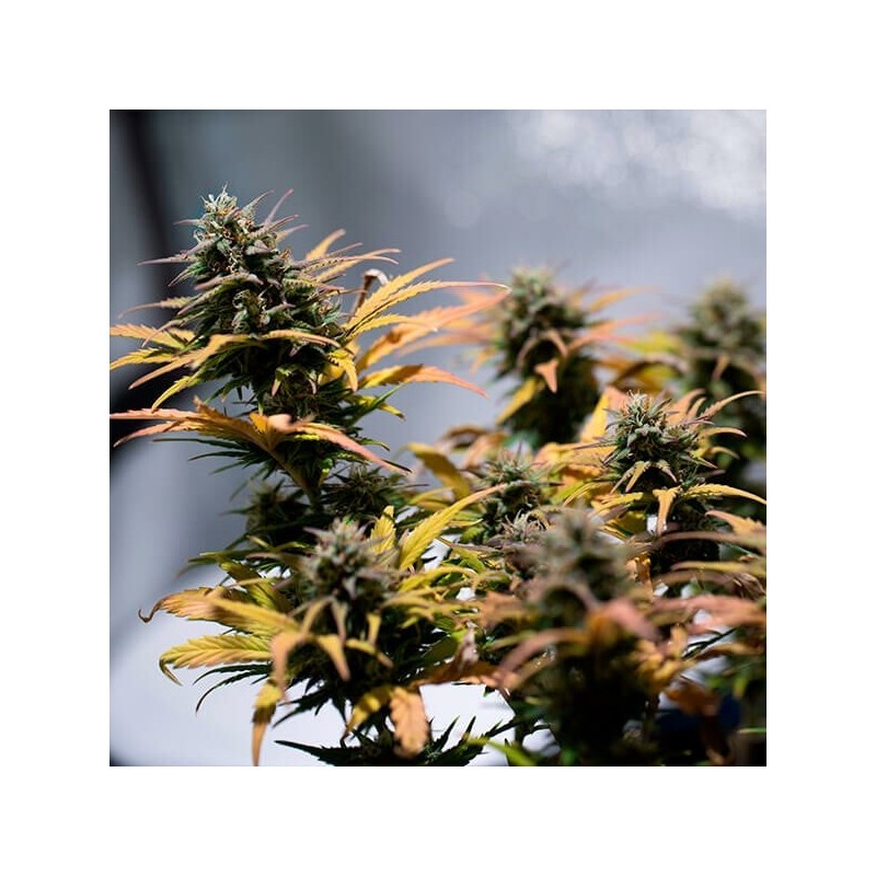 Stress Killer CBD Auto semi cannabis Royal Queen Seeds