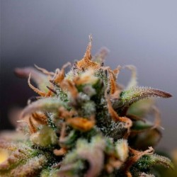 Stress Killer CBD Auto semi cannabis Royal Queen Seeds