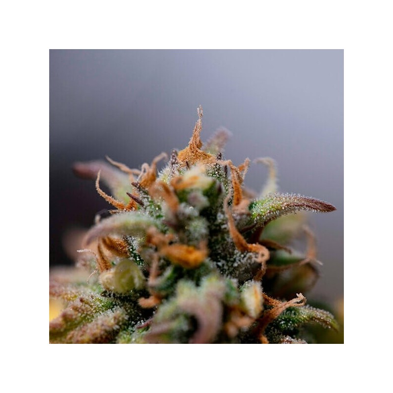 Stress Killer CBD Auto semi cannabis Royal Queen Seeds