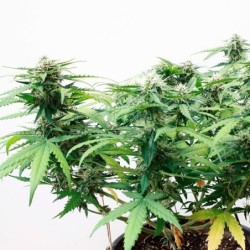 Stress Killer CBD Auto semi cannabis Royal Queen Seeds