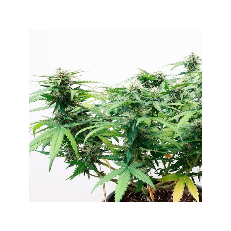 Stress Killer CBD Auto semi cannabis Royal Queen Seeds