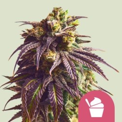 Sundae Driver semi cannabis Royal Queen Seeds