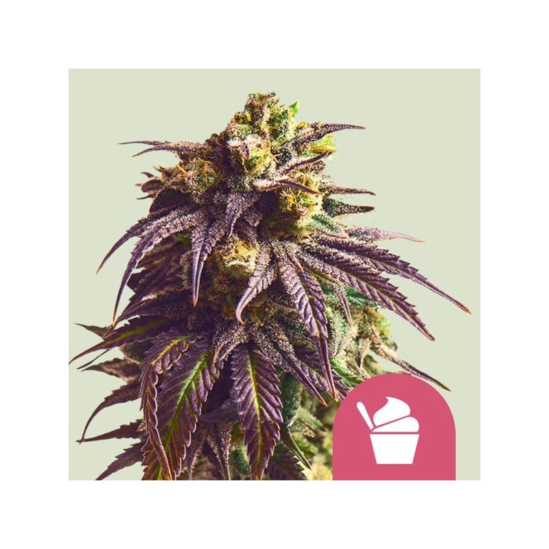 Sundae Driver semi cannabis Royal Queen Seeds